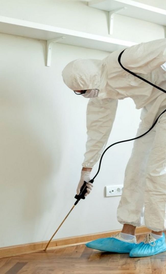 dedetizadora em Joinville