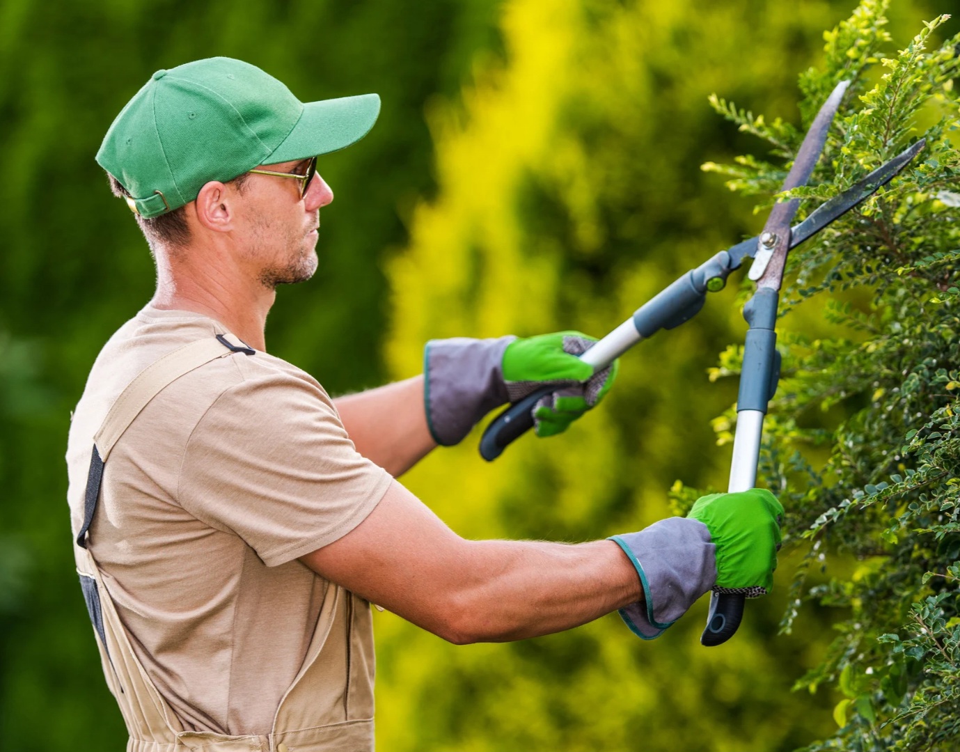 Como Manter o Jardim Bonito no Calor em Joinville: 4 Cuidados Essenciais jardineiro andre menezes