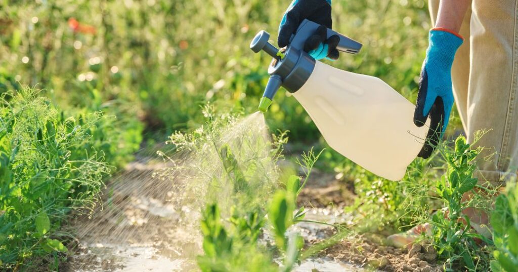 controle de pragas em Joinville